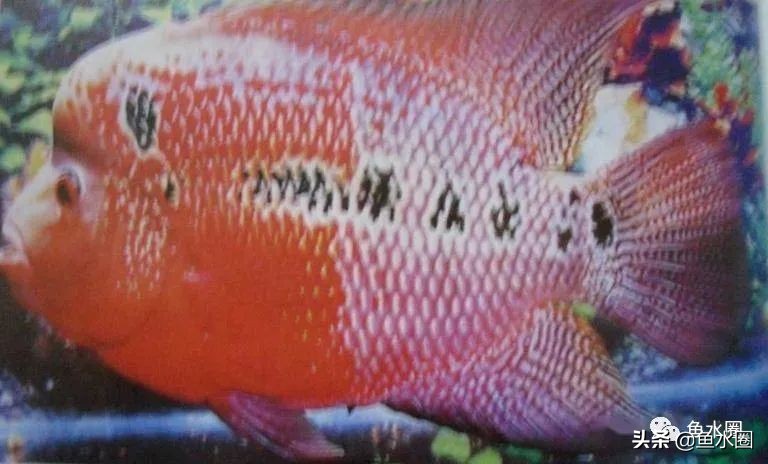罗汉鱼身上亮片少是什么品种,罗汉鱼血麒麟和火凤哪个品种好