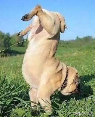 狗狗刚洗完澡还是有体味怎么办,打完疫苗第一针狗狗突然体味很重