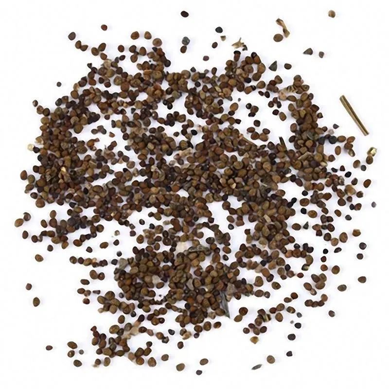 除了扦插和繁殖繁殖，用种子繁殖多肉靠谱吗？来看看是否适合你