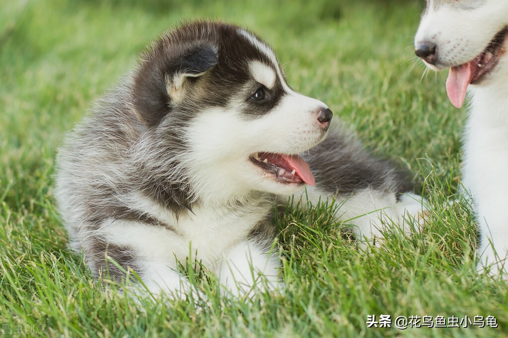 萌巢室内动物园有什么动物,室内游乐场适合养什么动物