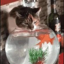 能不能养宠物鼠狗兔猫,能不能养宠物鼠猫狗呢