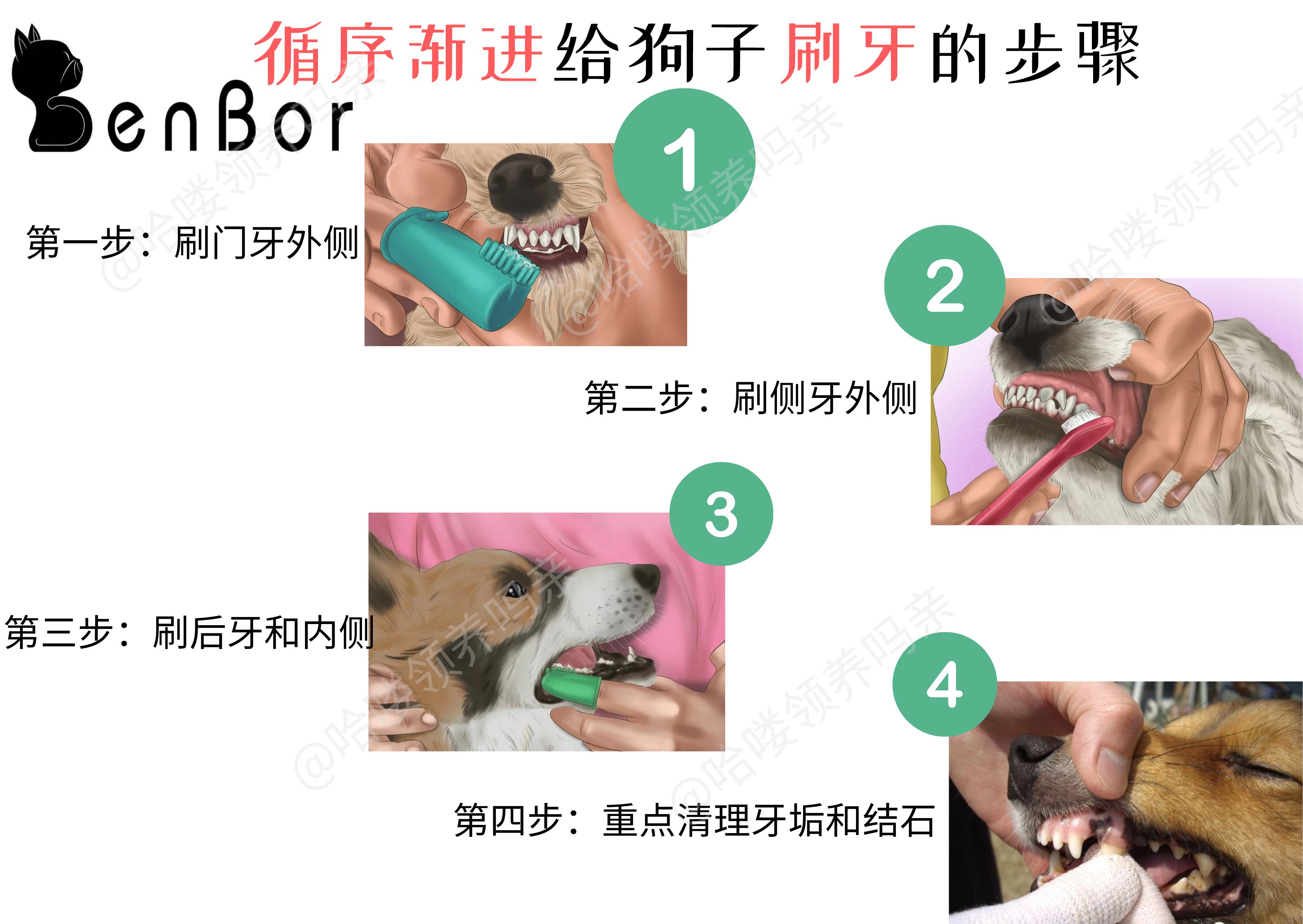 狗狗换牙期间怎么帮助清理牙齿,狗狗如何保护牙齿健康