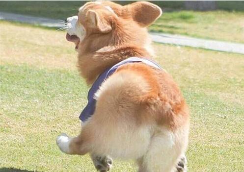 一直宠柯基柯基会怎样,柯基被人宠坏的5个表现