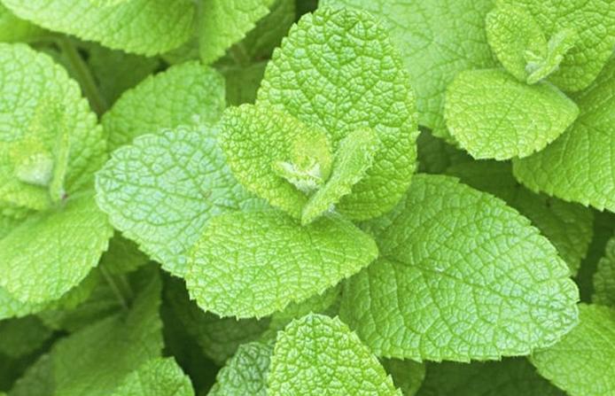 香草花园（1）|享受采摘薄荷和使用新鲜香草来调味乐趣