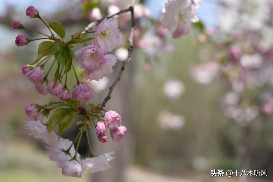 本科毕业论文开题严格吗,本科毕业论文开题报告主要内容