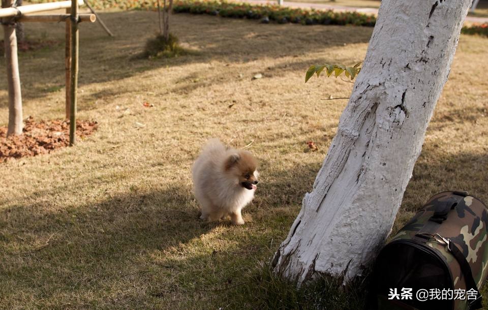 英系袖珍博美犬价格及图片,英系博美俊介犬多少钱一只