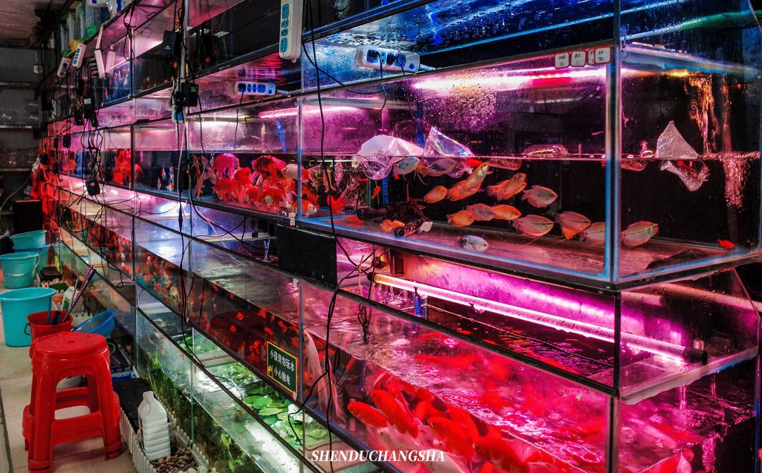 长沙秋季旅游景点推荐,长沙旅游攻略必玩的十大景点推荐