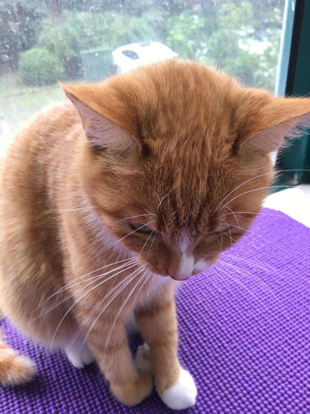 猫咪突然四肢不协调一条腿瘸了,猫咪四肢突然发直然后软