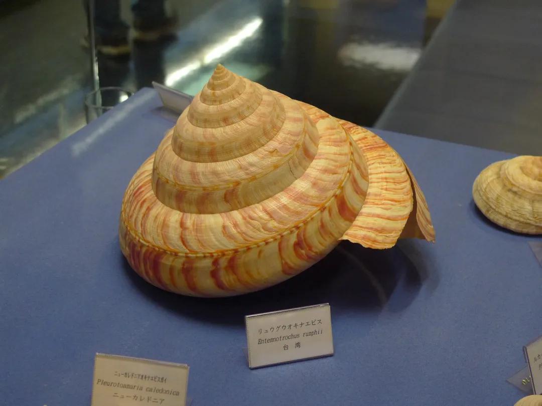 曾经能买一幢楼的钱，被拿去买了一只螺