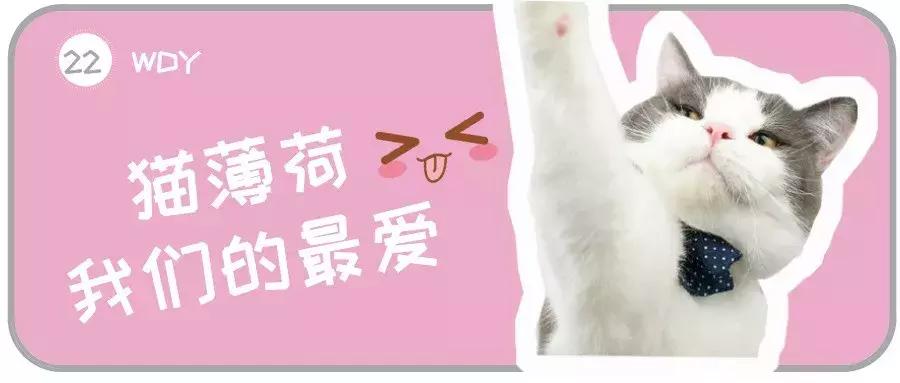 猫薄荷对猫咪有什么危害吗,让猫咪陷入疯狂的猫薄荷