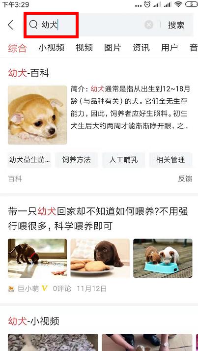 可爱可奶呆萌的小奶狗,可爱呆萌小奶狗