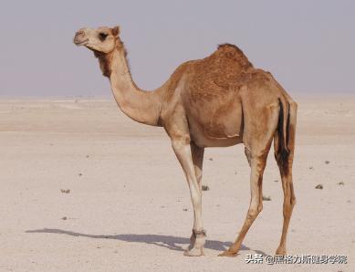 最有效果驼背矫正方法每天10分钟,最实用的二十多种驼背的矫正方法