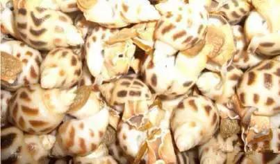 海南渔民整理的海鲜大全,渔民海鲜介绍