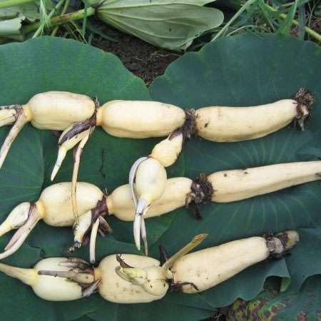 大缸种藕芽视频教程,家庭水缸种藕的方法视频