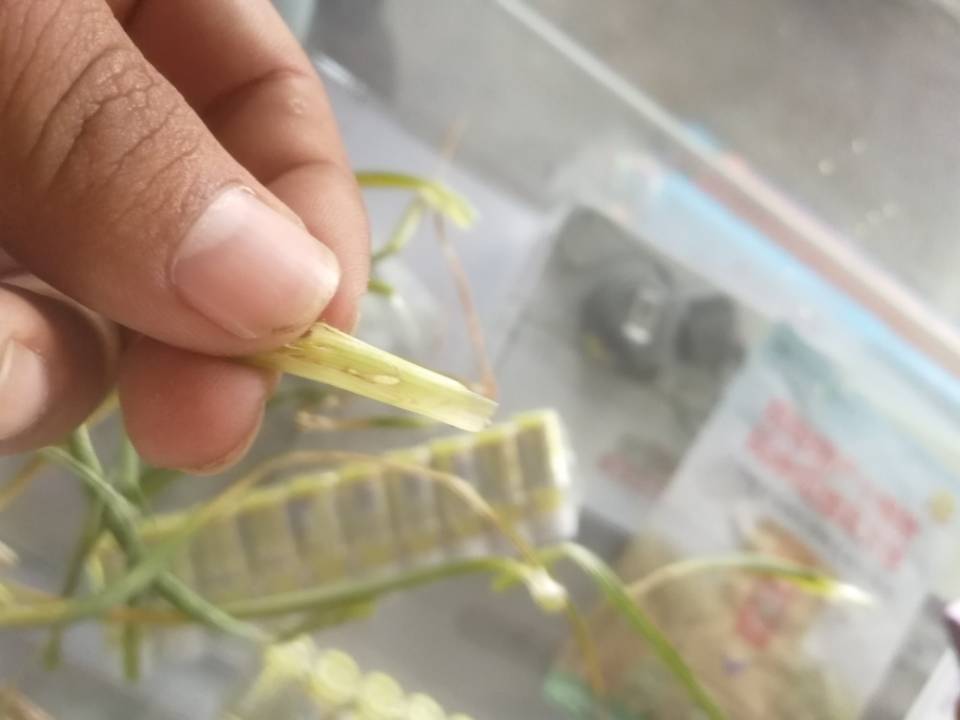 大蒜种植后可杀死菌虫吗,大蒜出现小黄虫怎么治