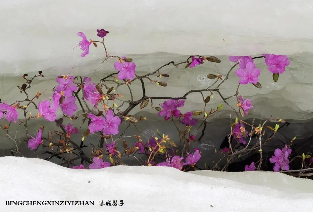 寻找中国最美的春季,探寻中国最美秘境