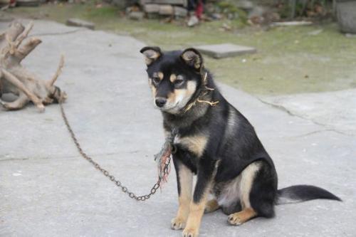 家狗藏獒,家狗柴犬