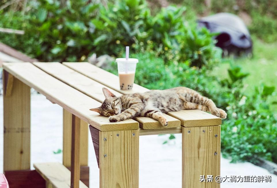 猫咪冬天要吃热的食物吗,如何解决猫咪冬季喝水问题