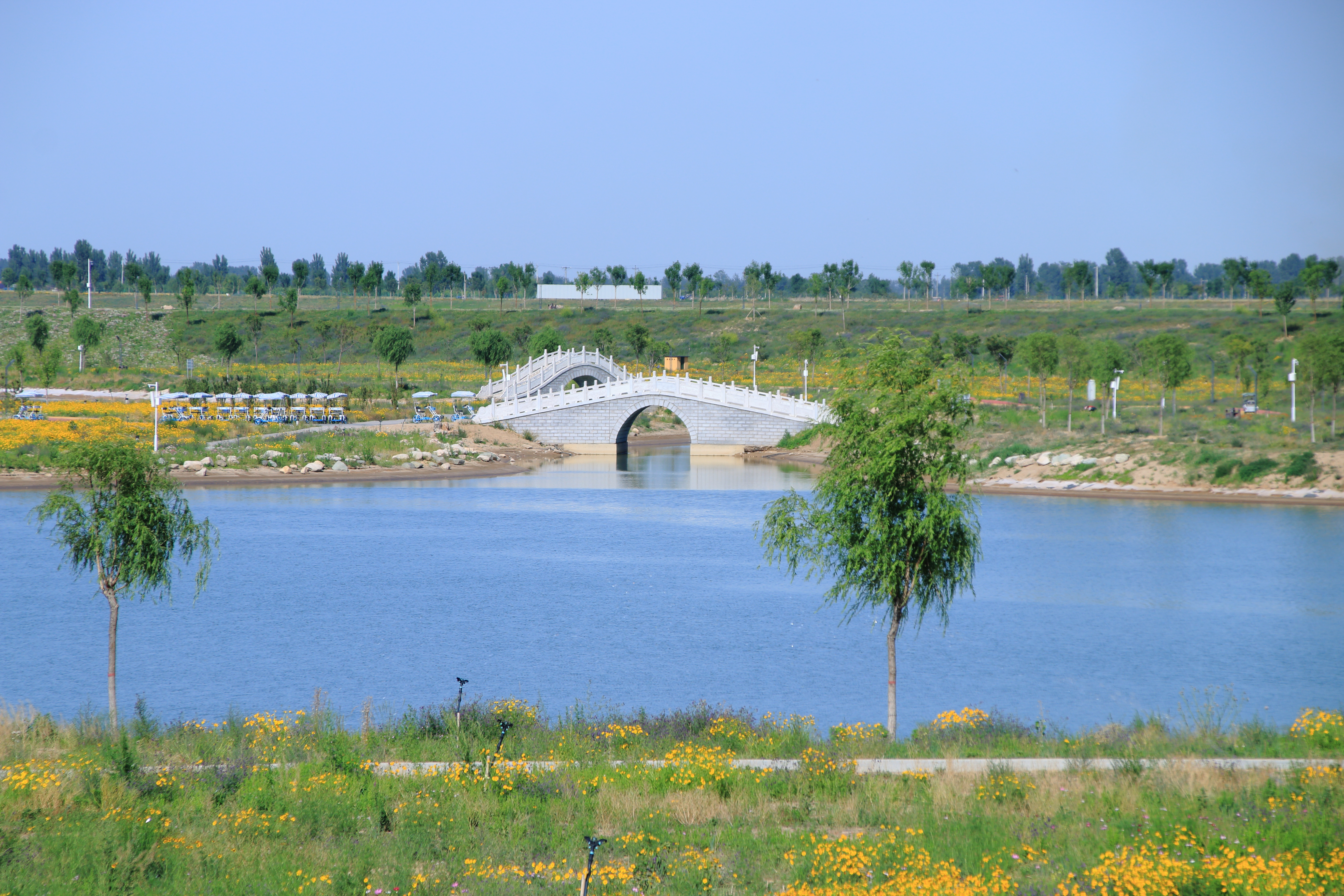 又一大片花海惊艳滹沱河,滹沱河生态景区滹沱花海