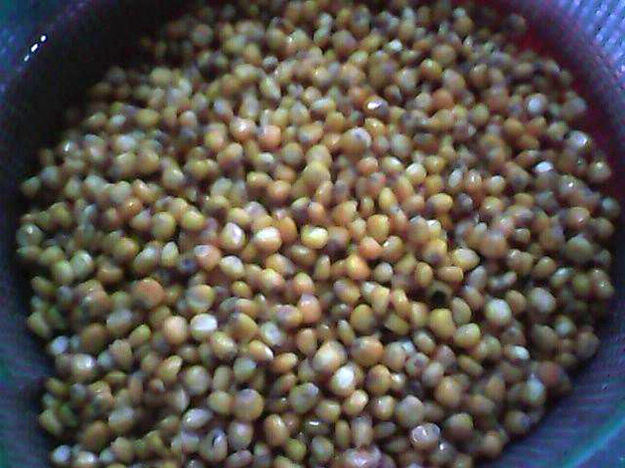 为什么都用玉米钓鱼,为什么用玉米一直钓到罗非鱼