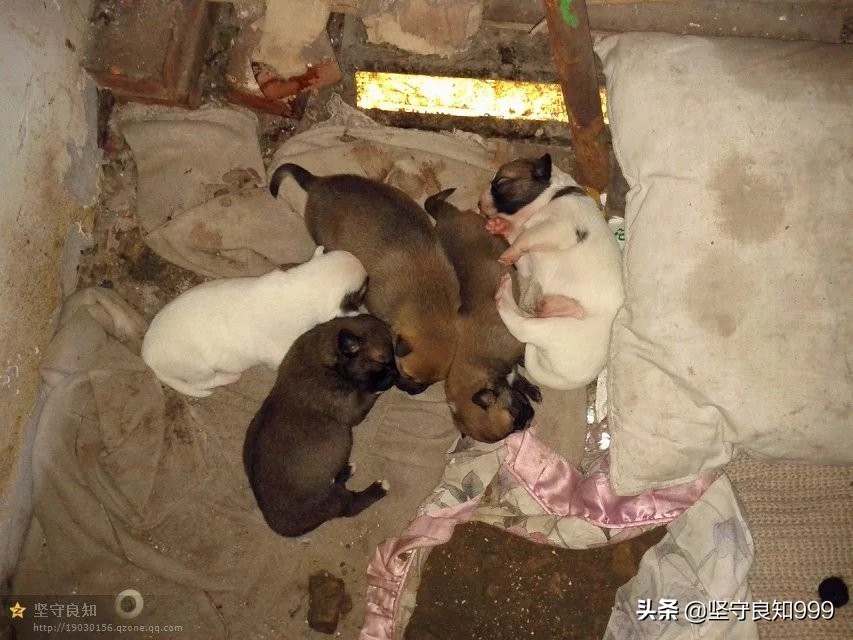 被遗弃的狗母子,被丢弃的母狗