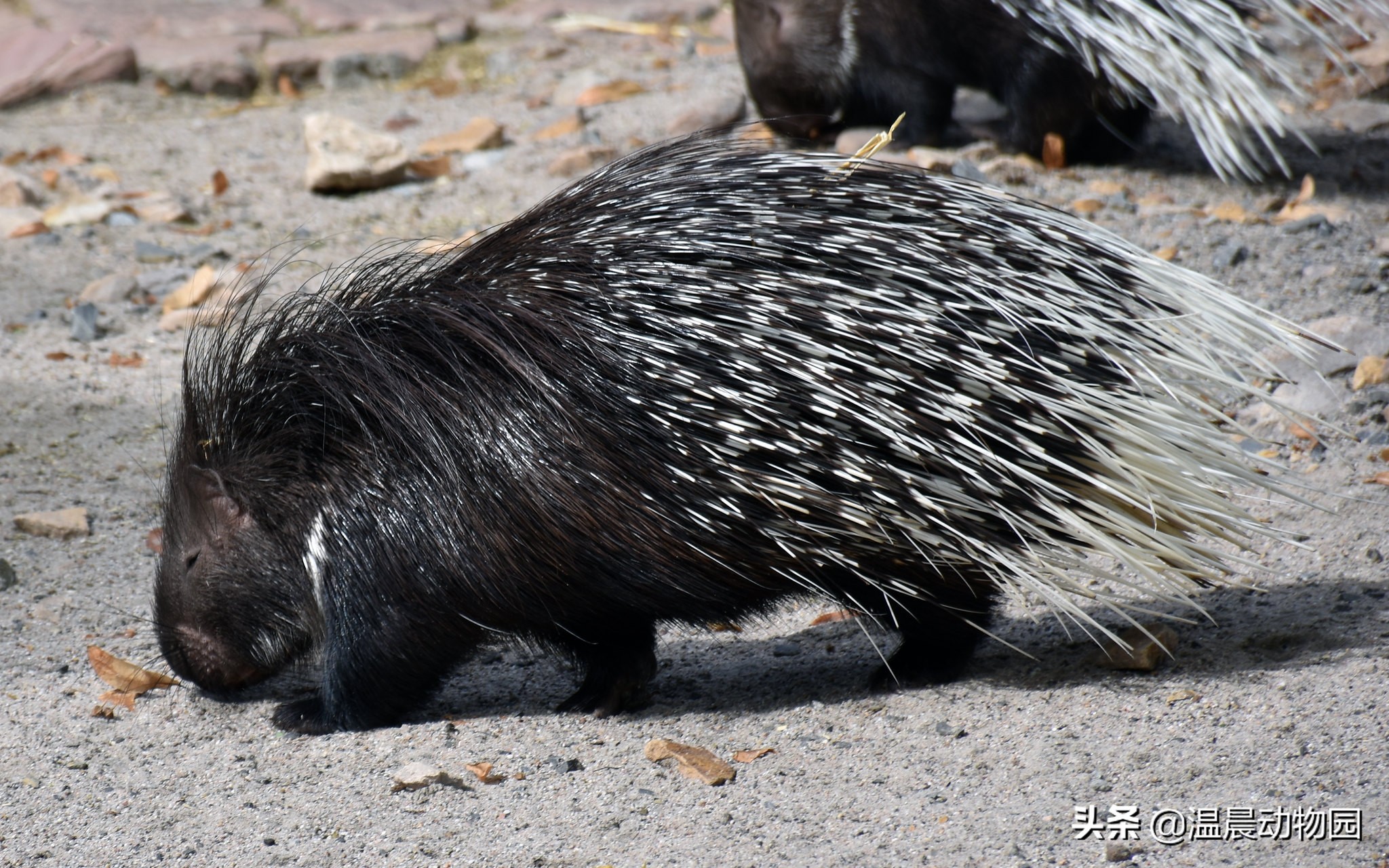 辟谣：非洲“平头哥”所向披靡？不，遇到这种动物一样要退避三舍