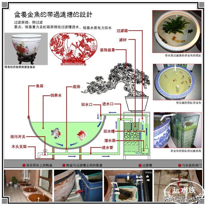 古法养金鱼全攻略,古法养金鱼开缸