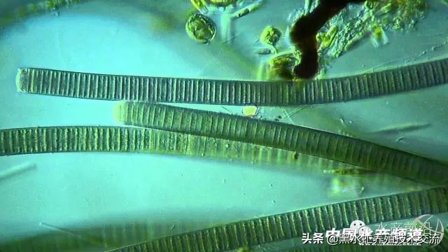 100种水产藻类,水产藻类图谱及名称