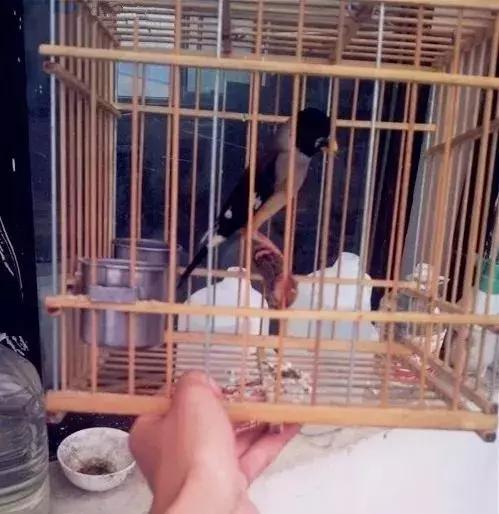 黑尾蜡嘴能独自一只养吗,黑尾蜡嘴驯养