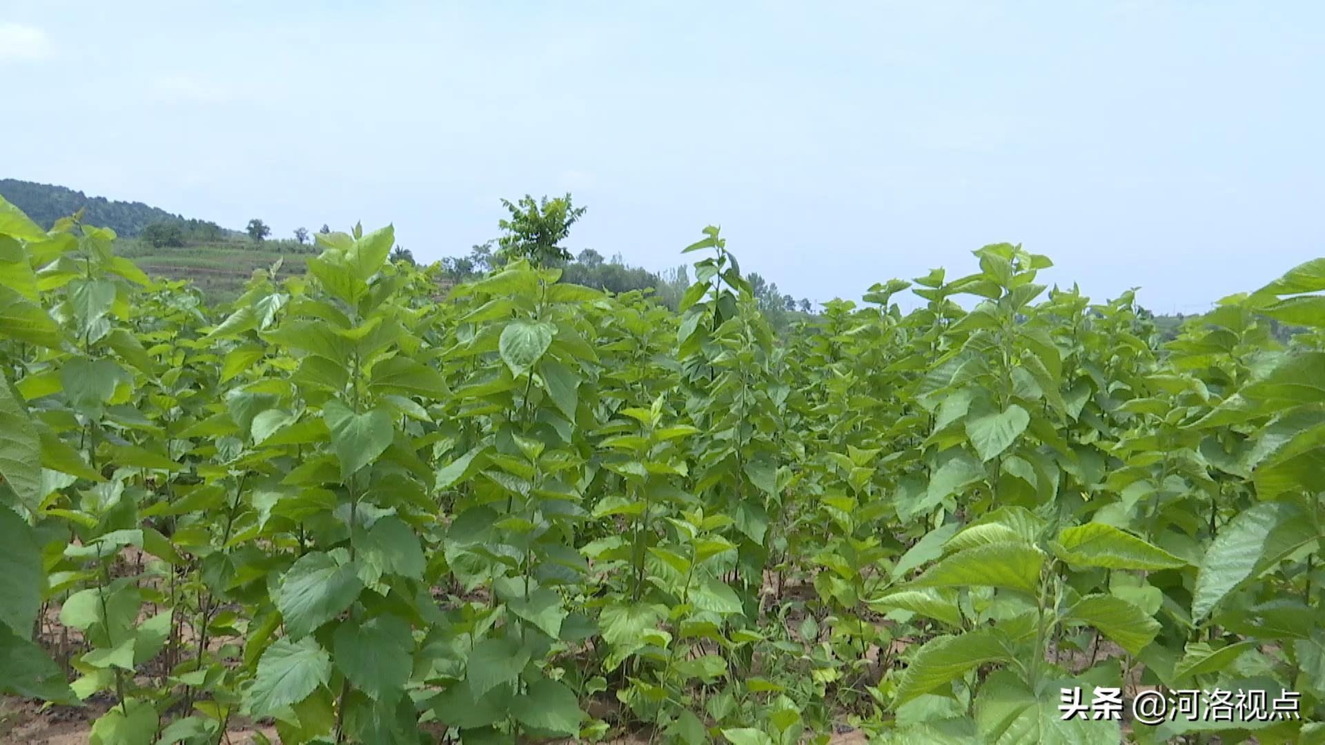 河南嵩县养蚕基地,养蚕织出脱贫致富路