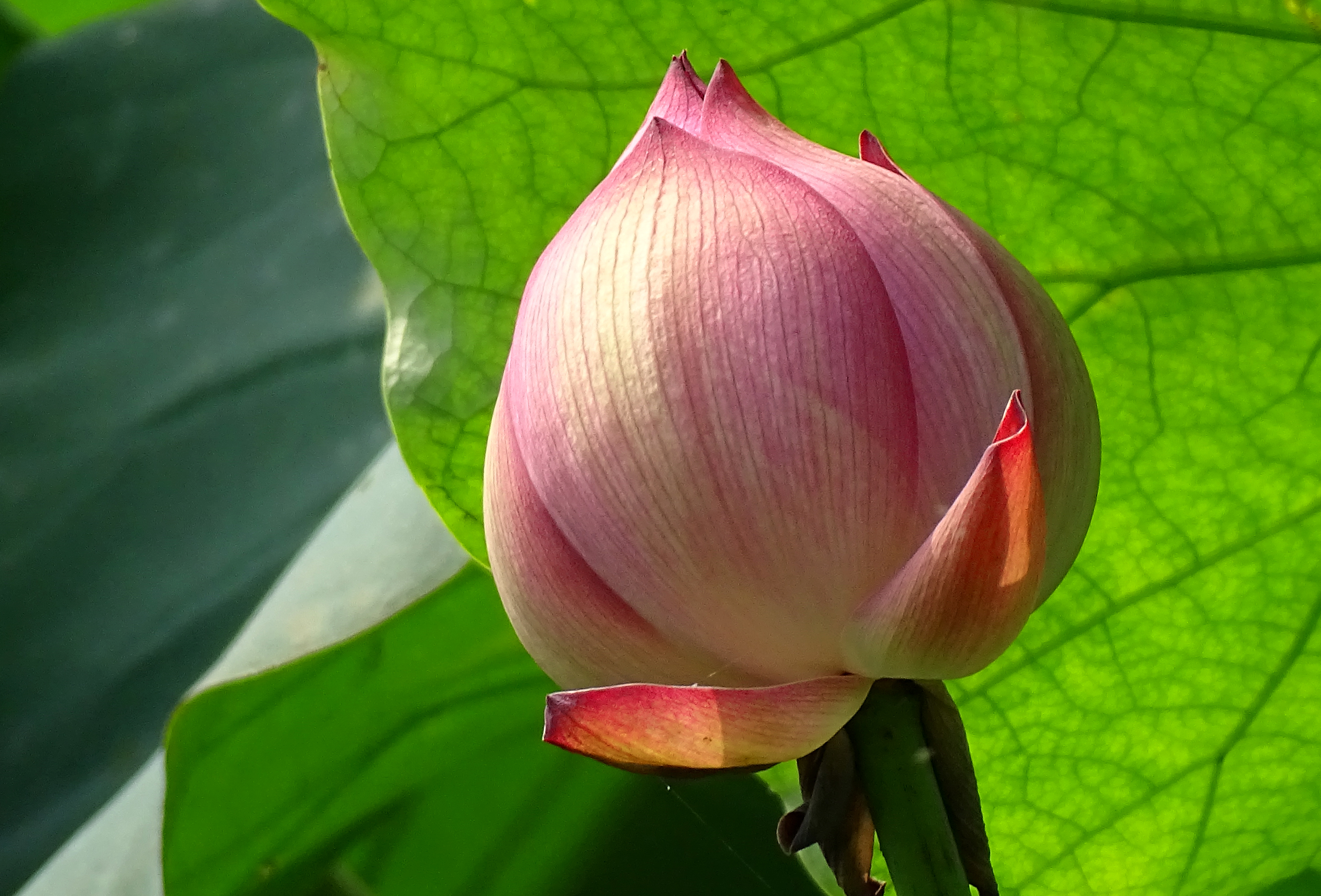 索尼dsc-hx400拍飞机效果,索尼dsc-hx400照片调色