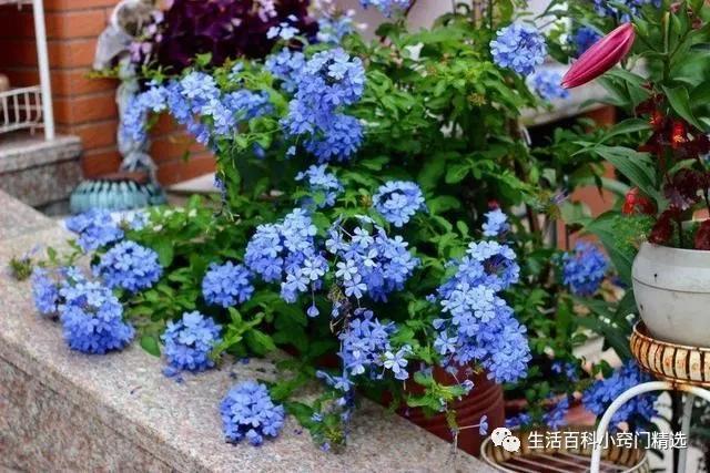 适合阳台盆栽暴晒的爬藤植物,适合阳台暴晒的花爬藤