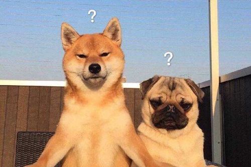 狗狗后肢无力是怎么回事,狗狗后肢无力吃什么药