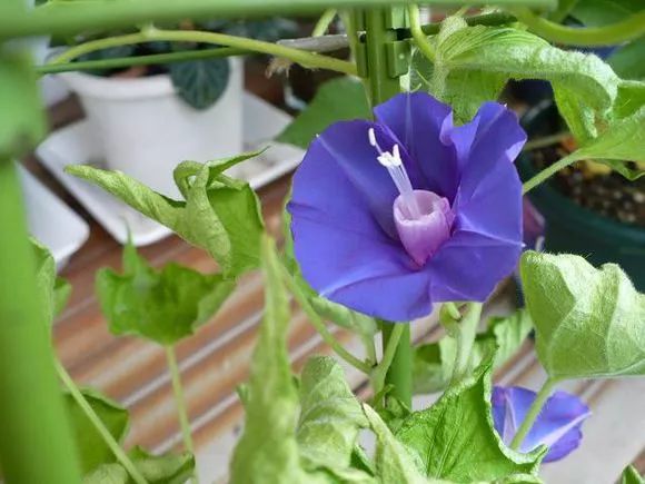 牵牛花到处都可以肆无忌惮的生长,不常见的品种,美出天际!