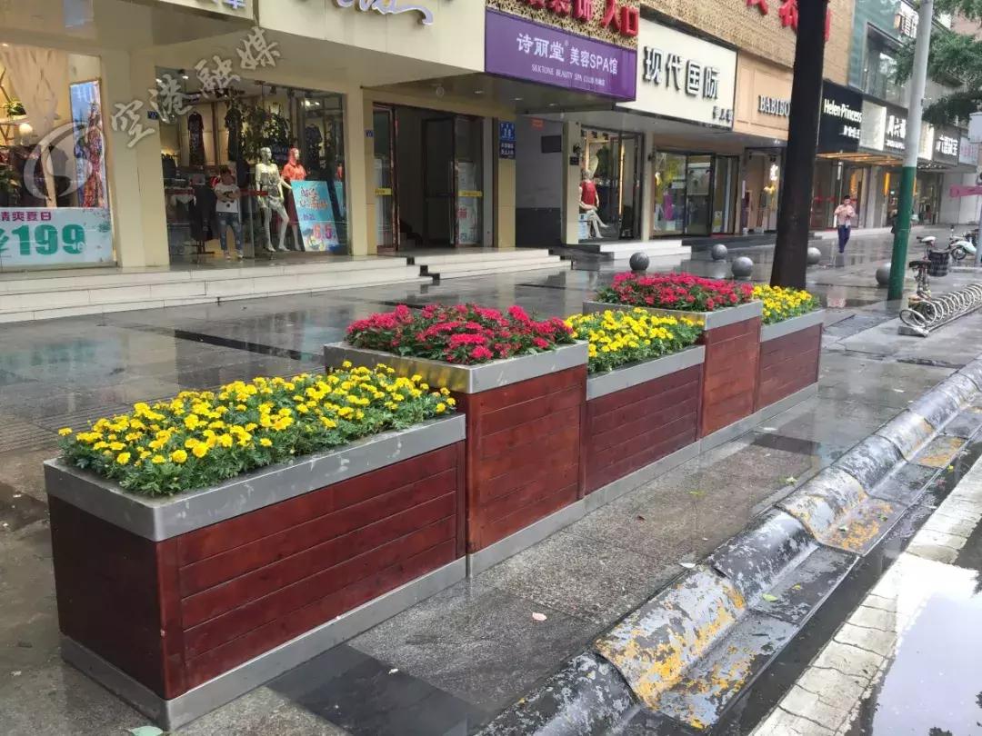 双流最近花海,双流二月花海