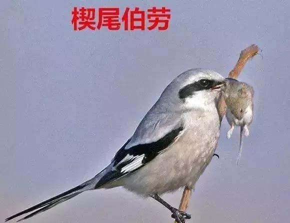 伯劳鸟饲养,没睁眼的伯劳怎样饲养