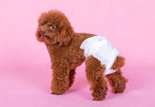 秋季狗狗发情，主人要做好这些事情