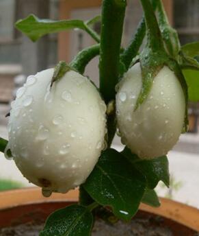 王大妈种菜视频大全,王大妈种菜