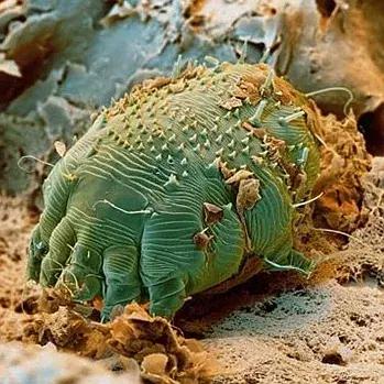 狗狗两腿内侧突然起红疹,狗狗身上起红疹用什么药