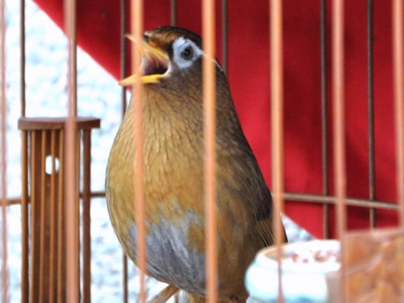 画眉鸟怎样养才稳住性,如何养好画眉生鸟