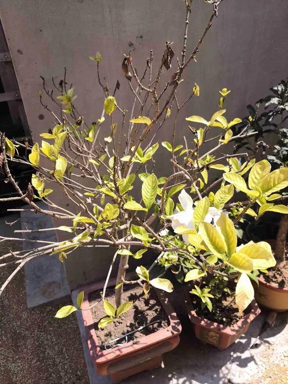 栀子花月季花叶子发黄有黑斑点,茉莉栀子花叶子发黄怎么办