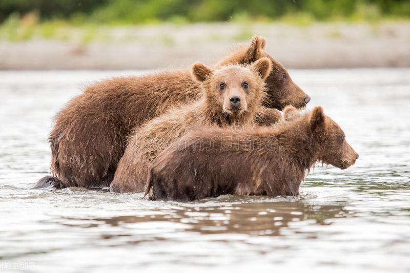 最好的桦树茸有哪些,关于桦树茸的视频