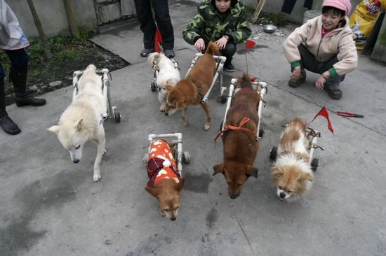 为残疾的猫猫提供轮椅及其它方面的护理方法，让流浪猫猫站起来