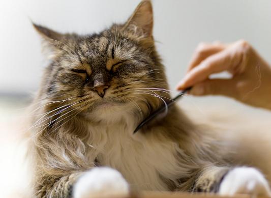 冬天长毛猫咪粘毛严重咋办,天气潮湿养猫的铲屎官真的要注意