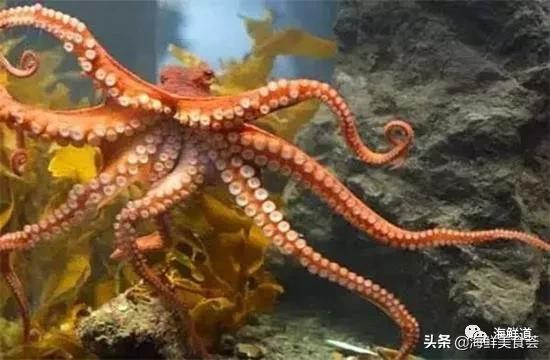 好吃不贵的海鲜种类有哪些,最好吃又最常见海鲜有几种