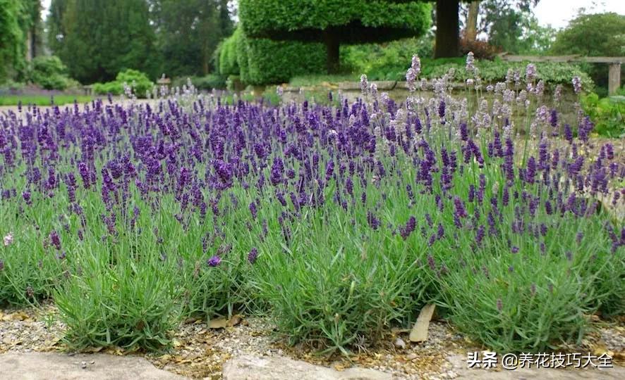 衣草种植养护方法步骤图片,法国衣草怎么养护视频讲解