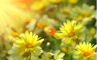 明年种什么农作物能赚钱,明年种植什么最挣钱