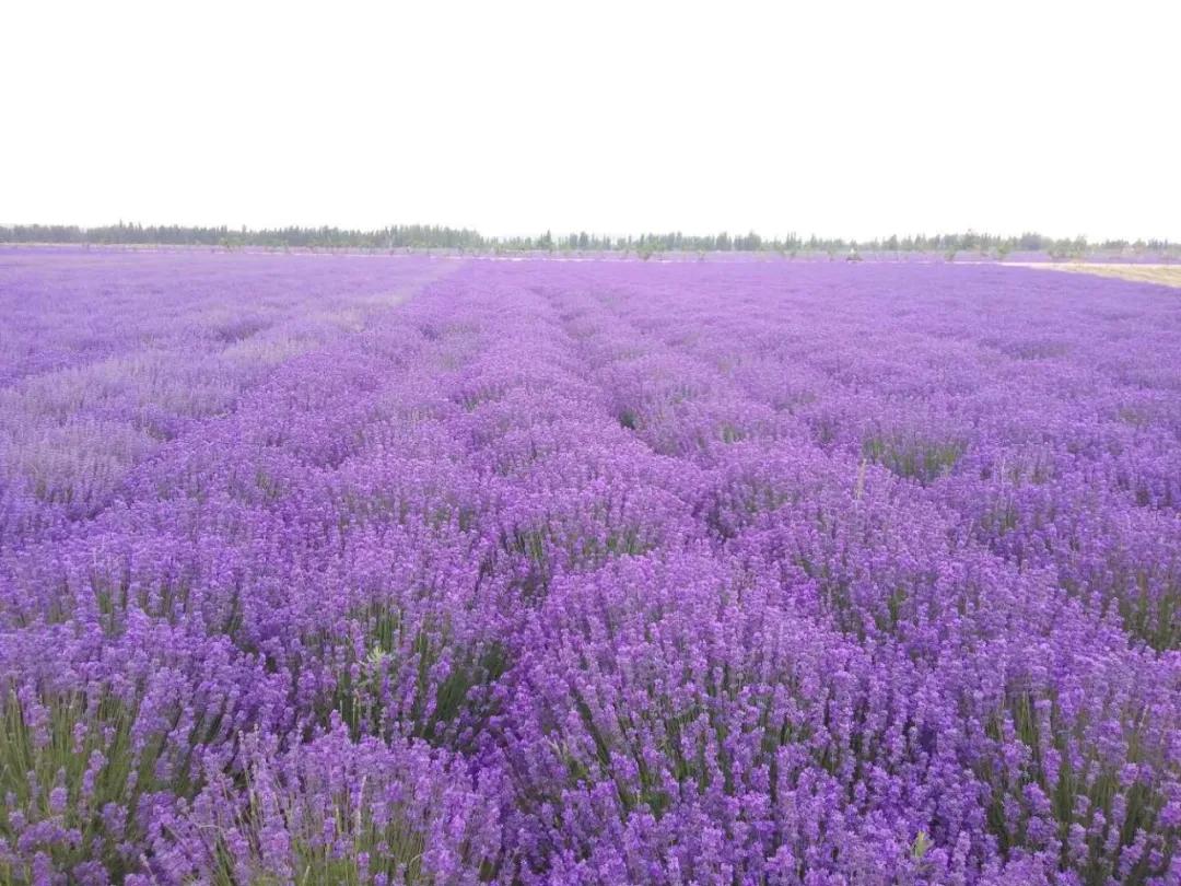 疆农特产,出疆特产有哪些