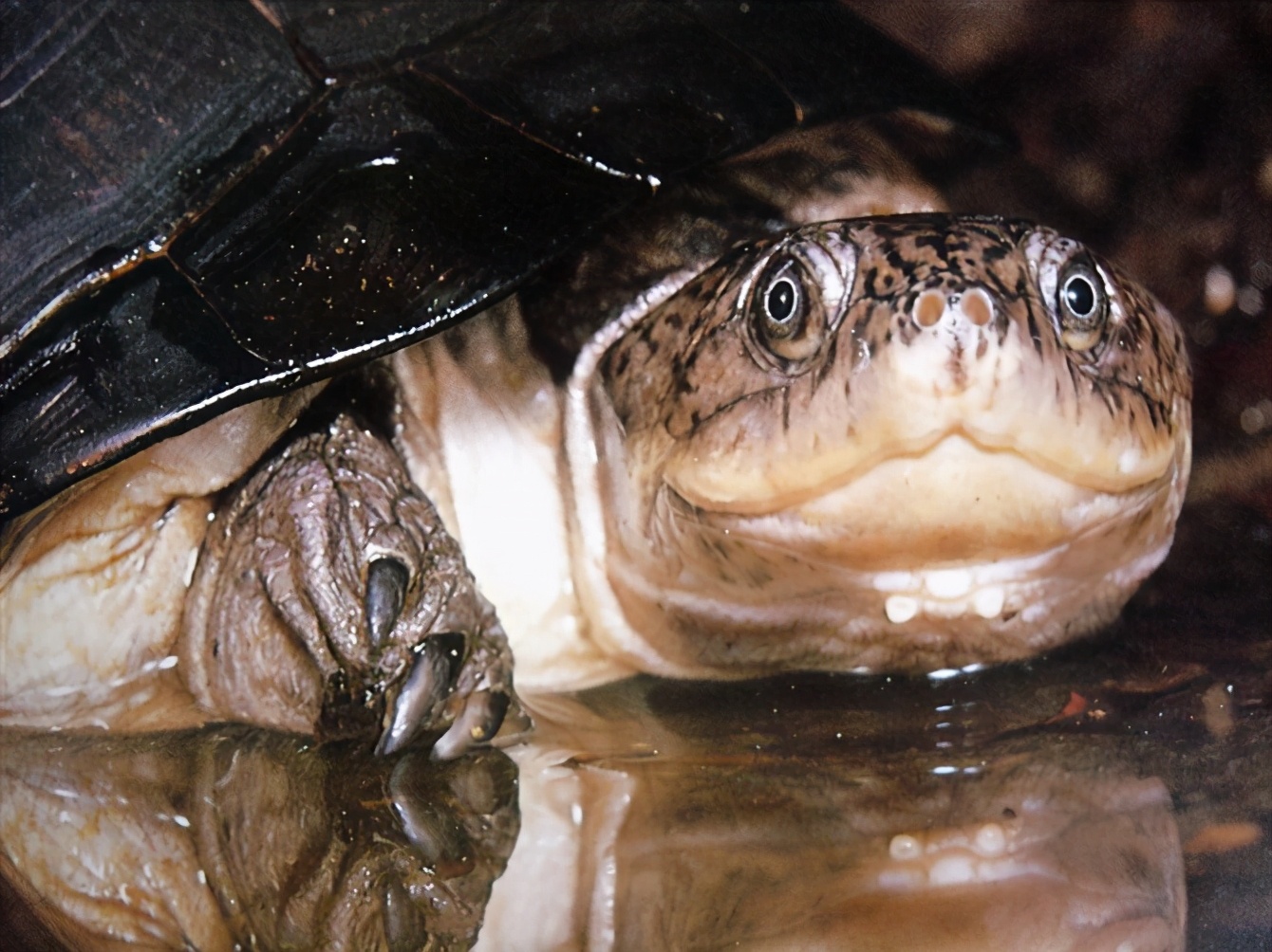 龟类大百科,大眼睛龟类