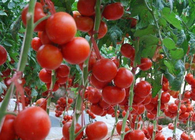 常见人工增甜剂,增甜剂哪种最好